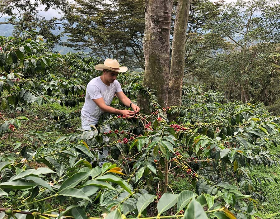 Coffee Farm and Salento Walking Tour - An In-Depth Look at the Coffee Farm and Salento Walking Tour