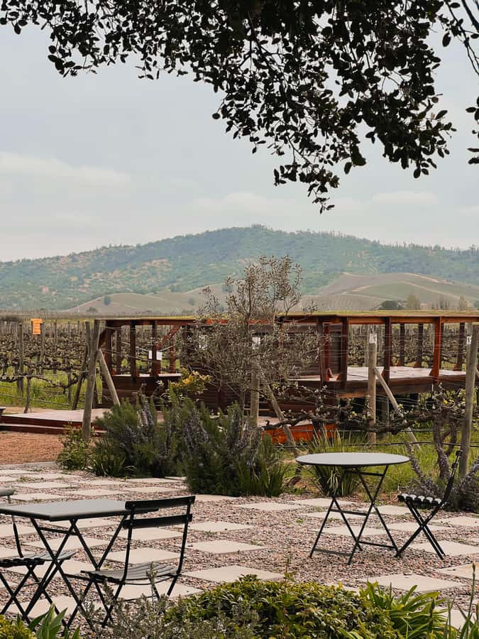 Santiago: Casa del Bosque Winery with Tasting and Lunch - Authentic Insights from Reviews