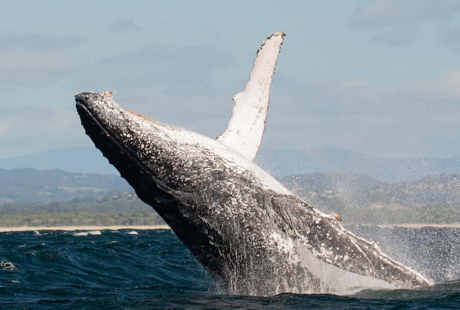 Gold Coast: Whale Watching - An In-Depth Look at the Whale Watching Experience