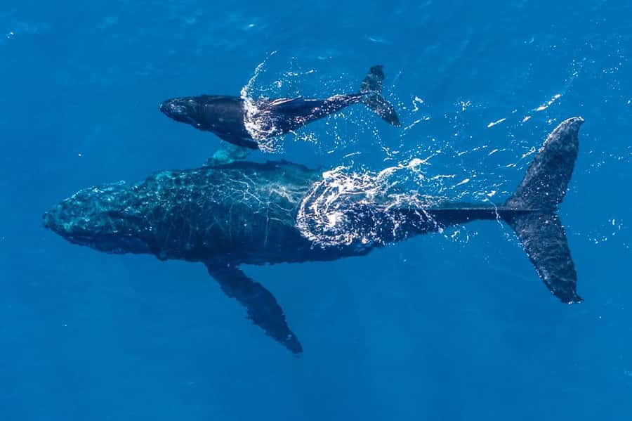 Gold Coast: Whale Watching - The Value of a Small, Guided Adventure