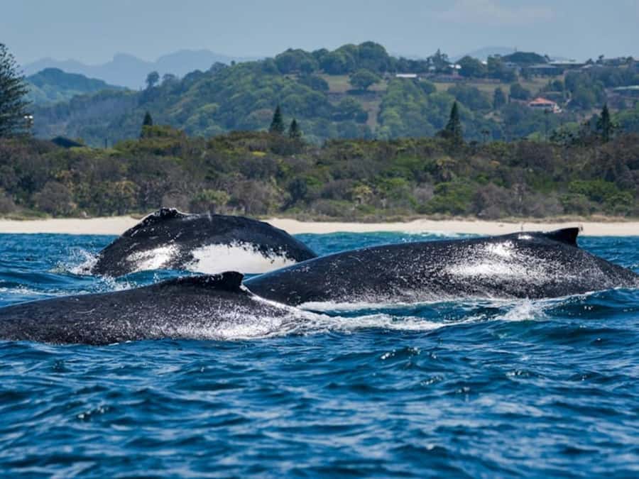 Gold Coast: Whale Watching - Who Will Love This Tour?