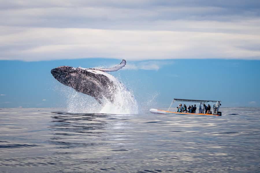 Gold Coast: Whale Watching - Good To Know