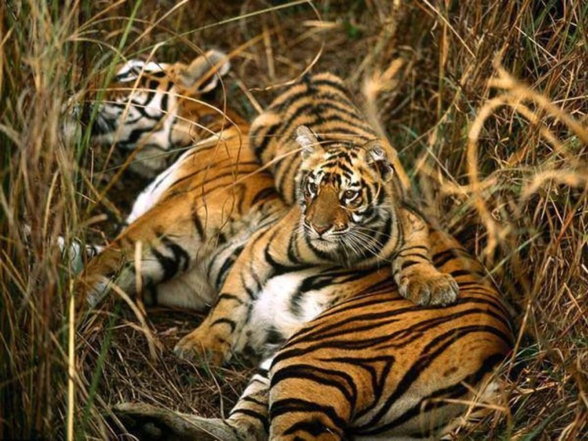 From Delhi: 3-Day Wildlife Trip to Jim Corbett National Park - From Delhi: 3-Day Wildlife Trip to Jim Corbett National Park