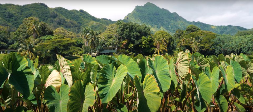 Oahu: Kualoa Farm and Secret Island Tour by Trolley - A Deeper Look at the Experience
