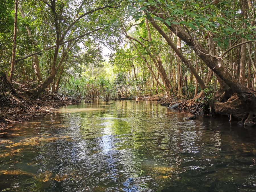 Jumping Croc Cruise, Berry Springs,Fogg Dam & Humpty Doo Pub - The Practical Side: What to Expect & Tips