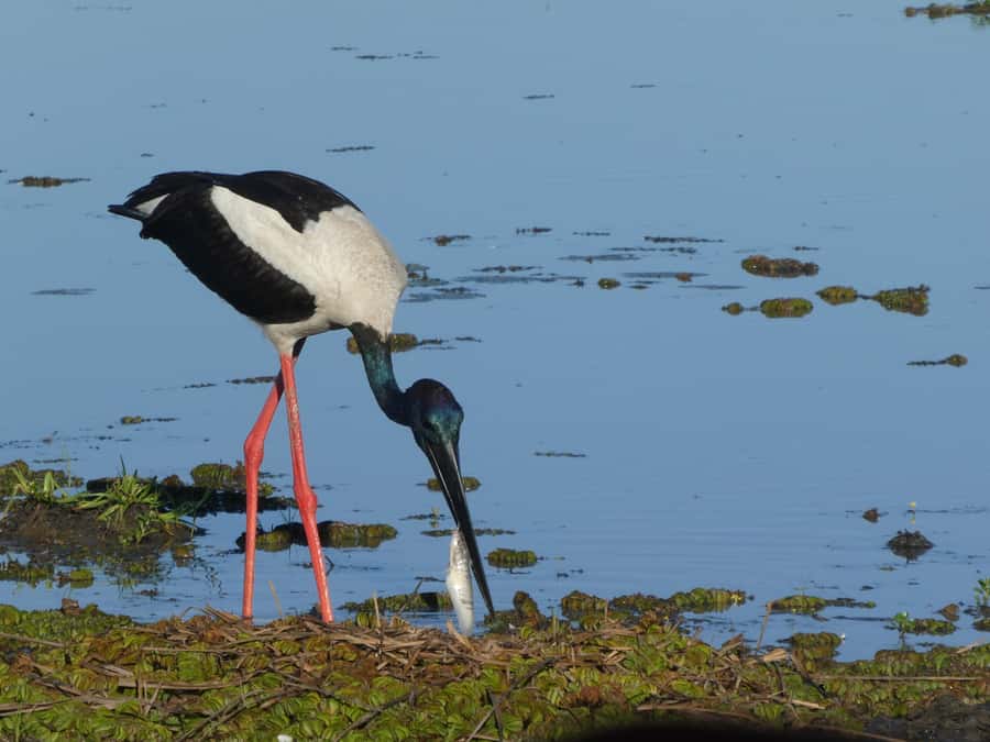 Jumping Croc Cruise, Berry Springs,Fogg Dam & Humpty Doo Pub - Final Thoughts: Is This Tour Right for You?