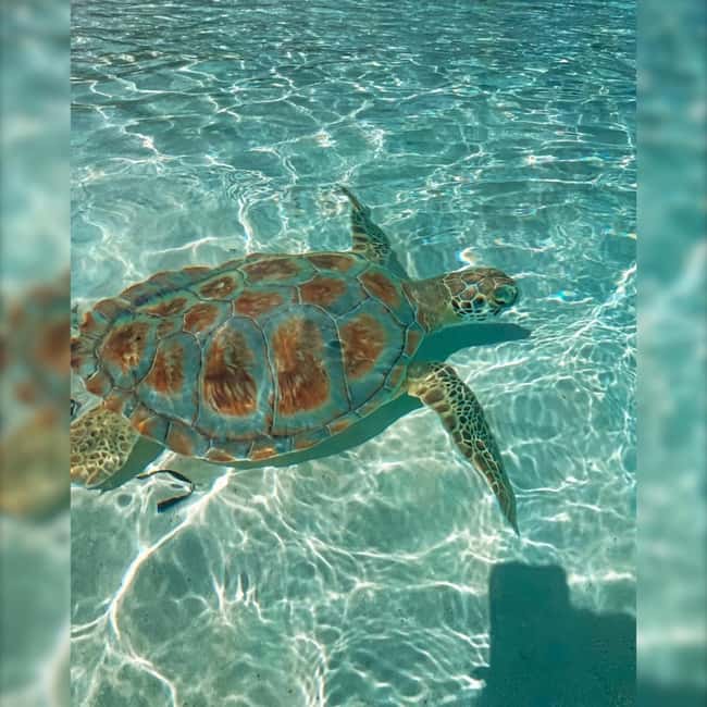 Nassau: Rose 3-Island Tour with Snorkeling and Lunch - Final Thoughts