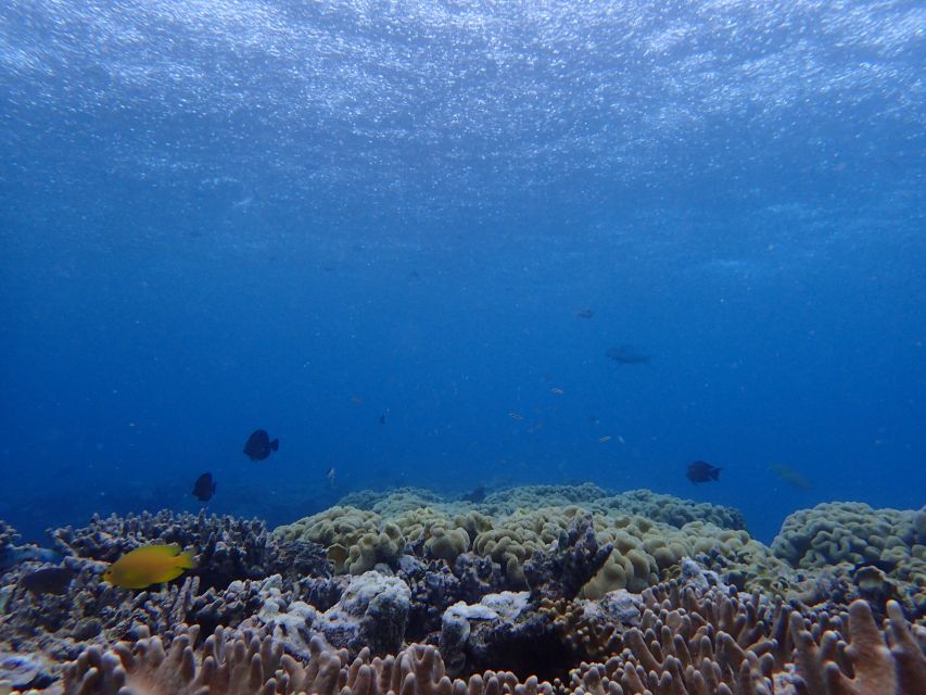 Port Douglas: Outer Great Barrier Reef Snorkeling Cruise - The Sum Up: Is This Tour Right for You?