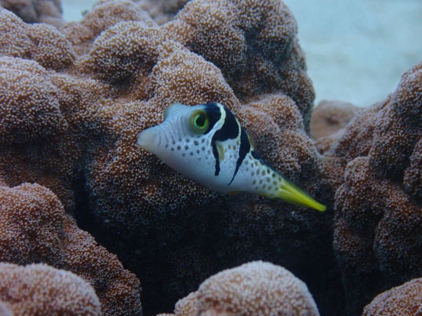 Port Douglas: Outer Great Barrier Reef Snorkeling Cruise - Considerations for Travelers