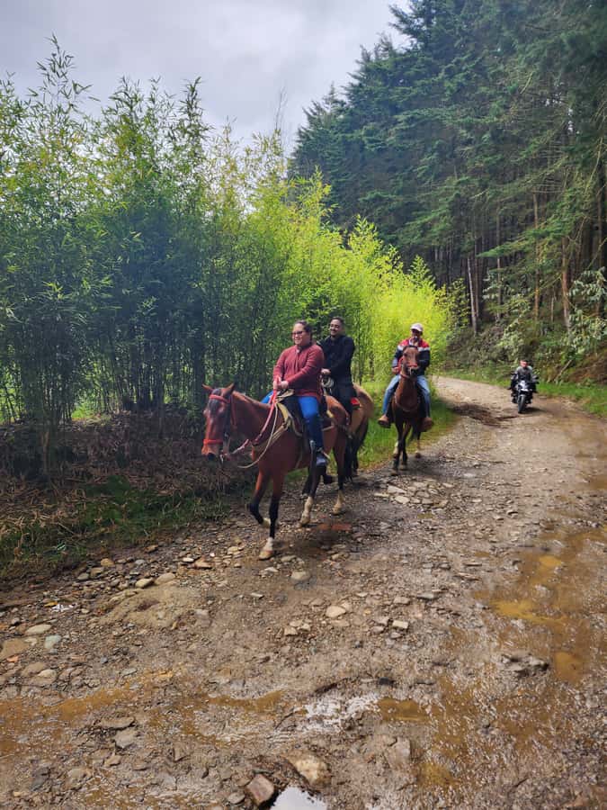 Medellin: 2-Day Coffee Farm Trip w/Horse Ride & Forest Cabin - The Itinerary: What to Expect
