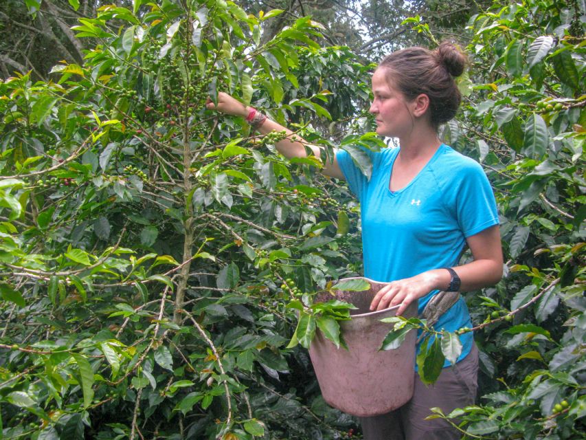 Bogotá: Guided Coffee Tour with Lunch, and Pickup & Drop-Off - Who Should Consider This Tour?