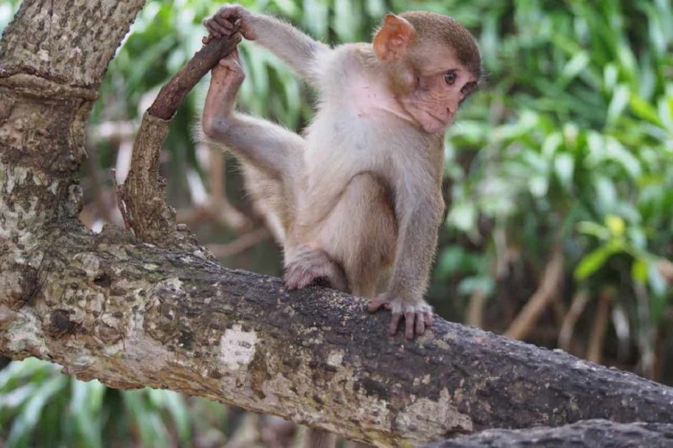 Nha Trang: Entry Ticket to Monkey Island - The Monkey Encounters: Joy and Caution