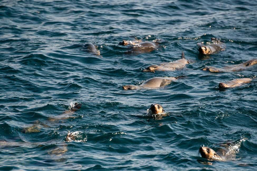From Melbourne: Phillip Island Penguin Parade Express Tour - The Experience in Detail