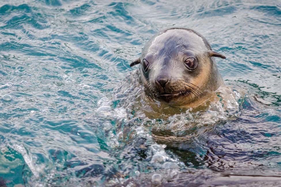 From Melbourne: Phillip Island Penguin Parade Express Tour - Transport and Comfort