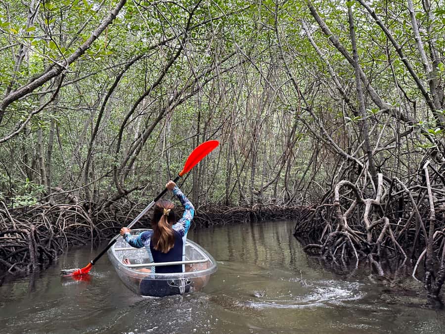 From Lembongan: Kayak/Paddleboard/Boat Mangrove Tour - Introduction