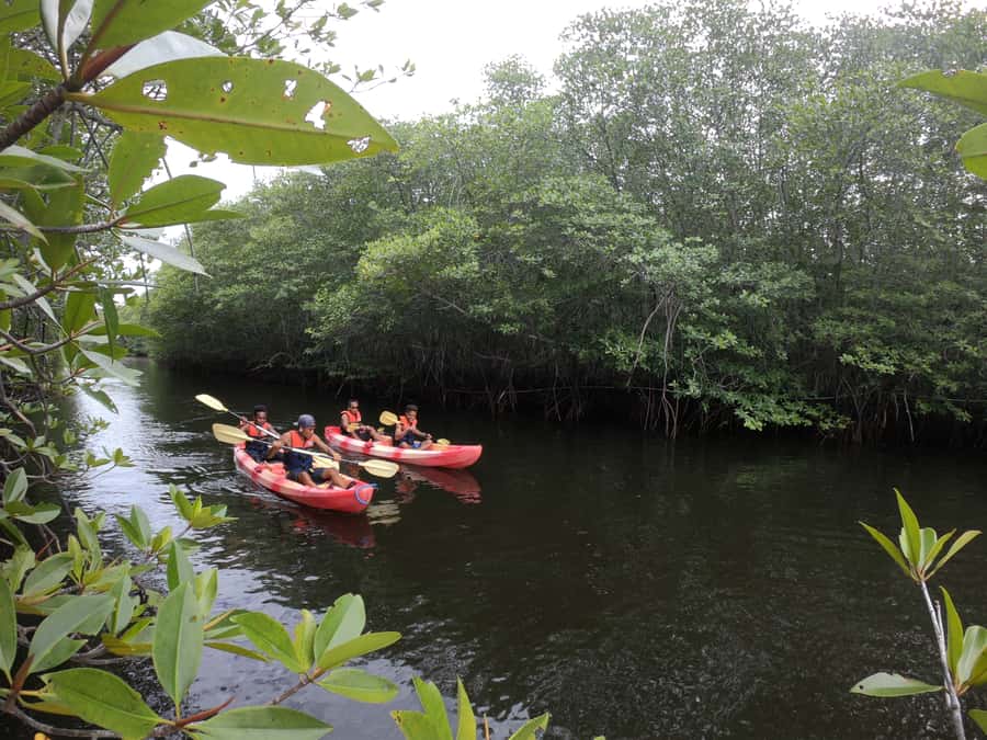From Lembongan: Kayak/Paddleboard/Boat Mangrove Tour - What Makes This Tour Stand Out