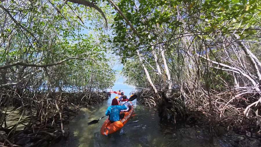 From Lembongan: Kayak/Paddleboard/Boat Mangrove Tour - FAQ