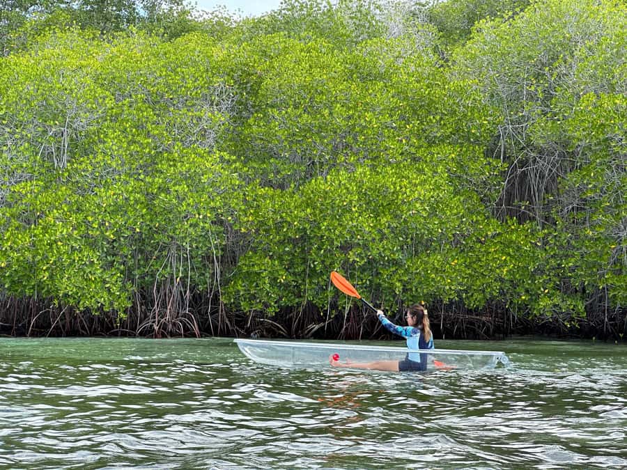 From Lembongan: Kayak/Paddleboard/Boat Mangrove Tour - Good To Know