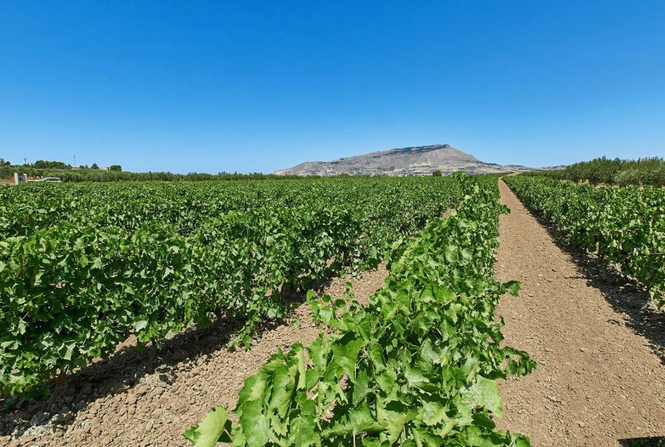 Oil & Wine Tasting - The Walk Through the Baronial Garden and Historic Cellar
