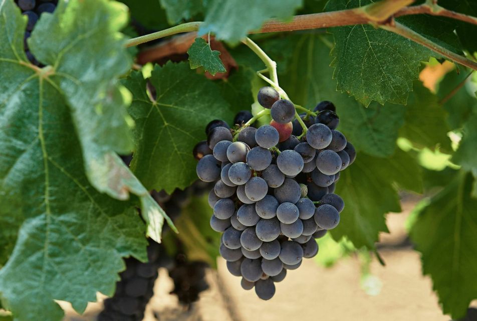 Oil & Wine Tasting - The Charm of Sicilian Traditions in a Historic Setting