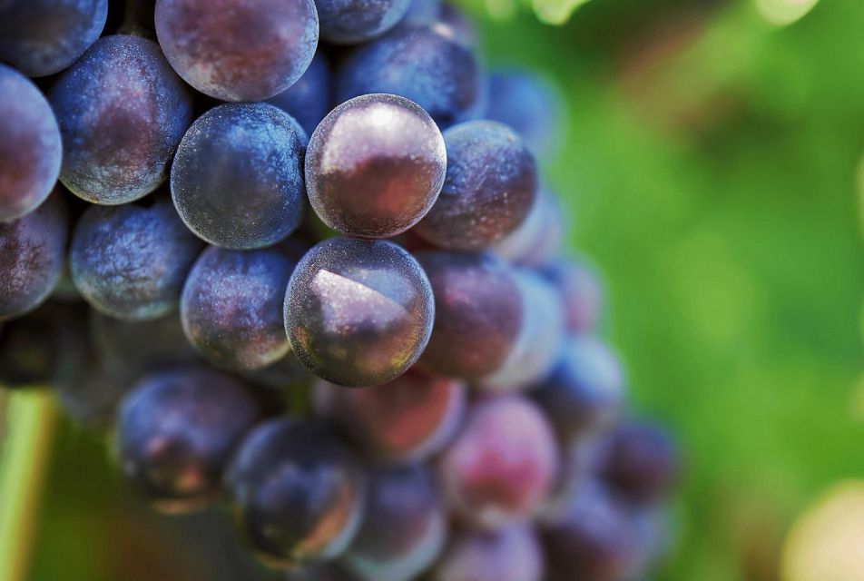 Oil & Wine Tasting - Key Points