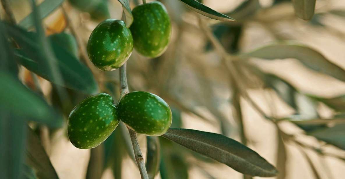 Oil & Wine Tasting - The Sum Up