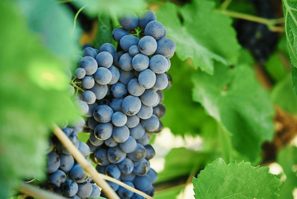 Oil & Wine Tasting - A Tour That Offers Real Value