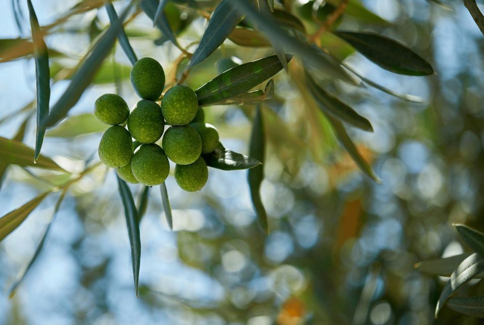 Oil & Wine Tasting - Practical Details & What to Expect