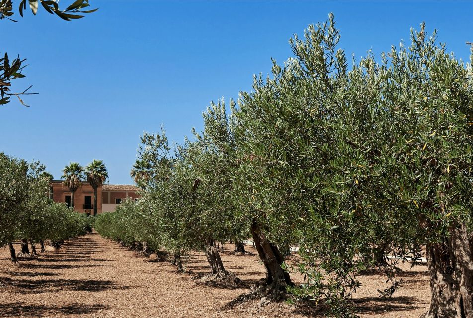 Oil & Wine Tasting - Wine and Olive Oil Tasting – A Flavor Journey