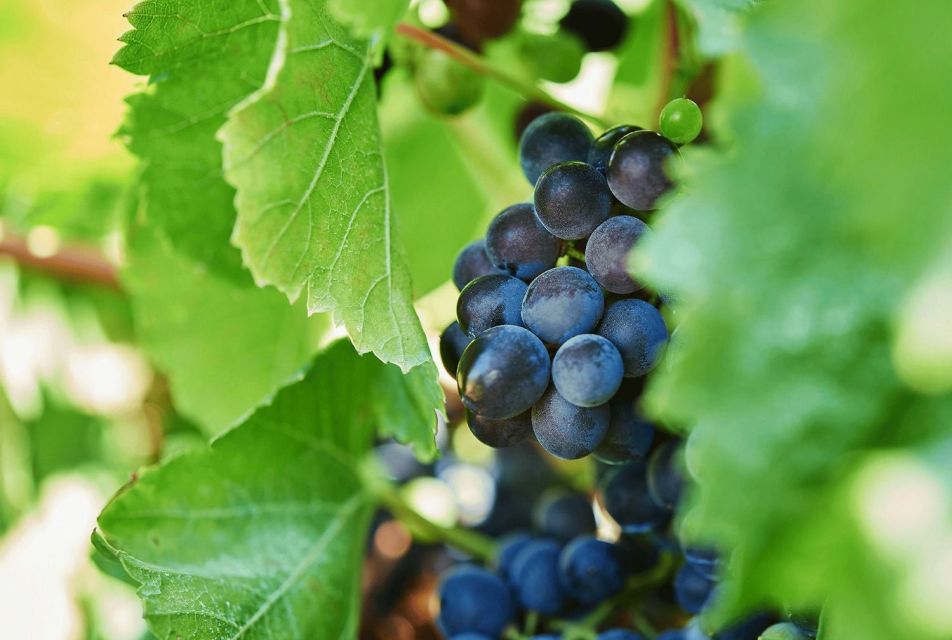 Oil & Wine Tasting - What We Heard From Others