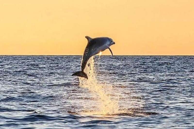 Destin: Dolphin Watching Cruise - A Detailed Look at the Destin Dolphin Watching Cruise