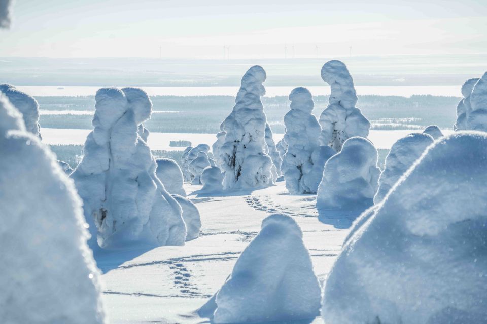 From Rovaniemi: Riisitunturi Full-Day Wilderness Adventure - What We Love Most