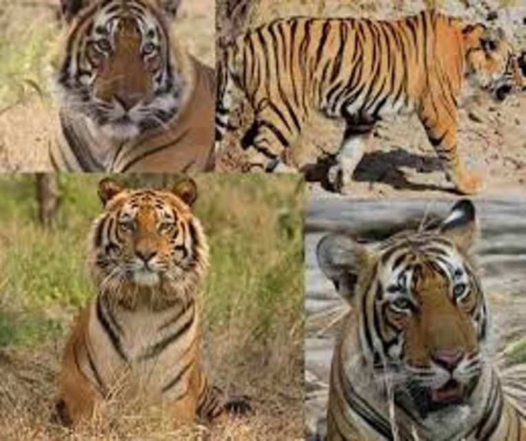 Delhi: Ranthambore National Park 3-Day Trip w/ Tiger Safari - Final Words