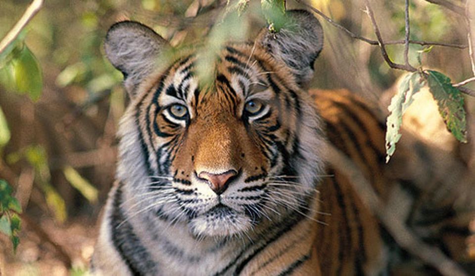 Delhi: Ranthambore National Park 3-Day Trip w/ Tiger Safari - Authentic Experiences Reported by Travelers