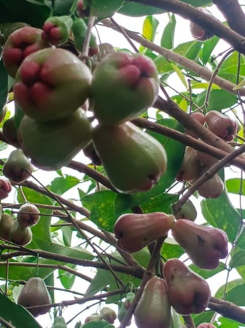 Nature tour through Battambang/Local area and landmarks - Authentic Experiences That Leave an Impression