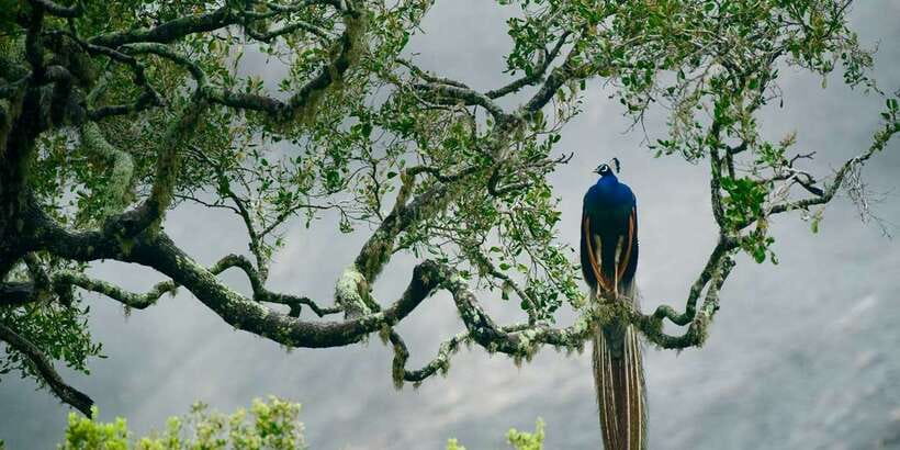 Minneriya National Park Safari in a 4x4 Vehicle - Detailed Review of the Minneriya Safari Experience