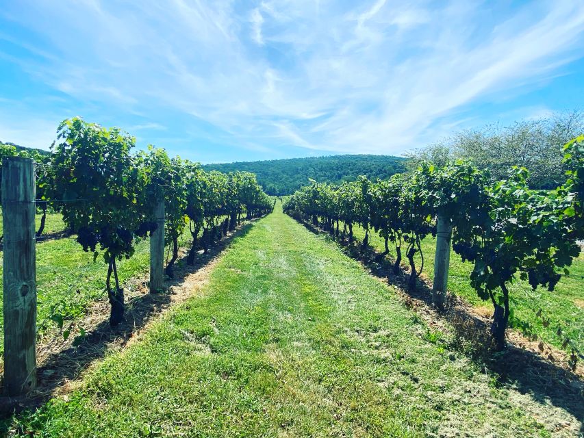 Washington, DC: Virginia Wine Region Experience Tour - Who Will Love This Tour?