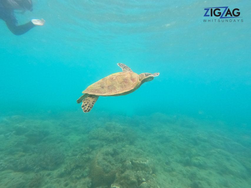 Hamilton Island: Whitsundays Sunset Dinner Cruise - Who Would Enjoy This Tour?  