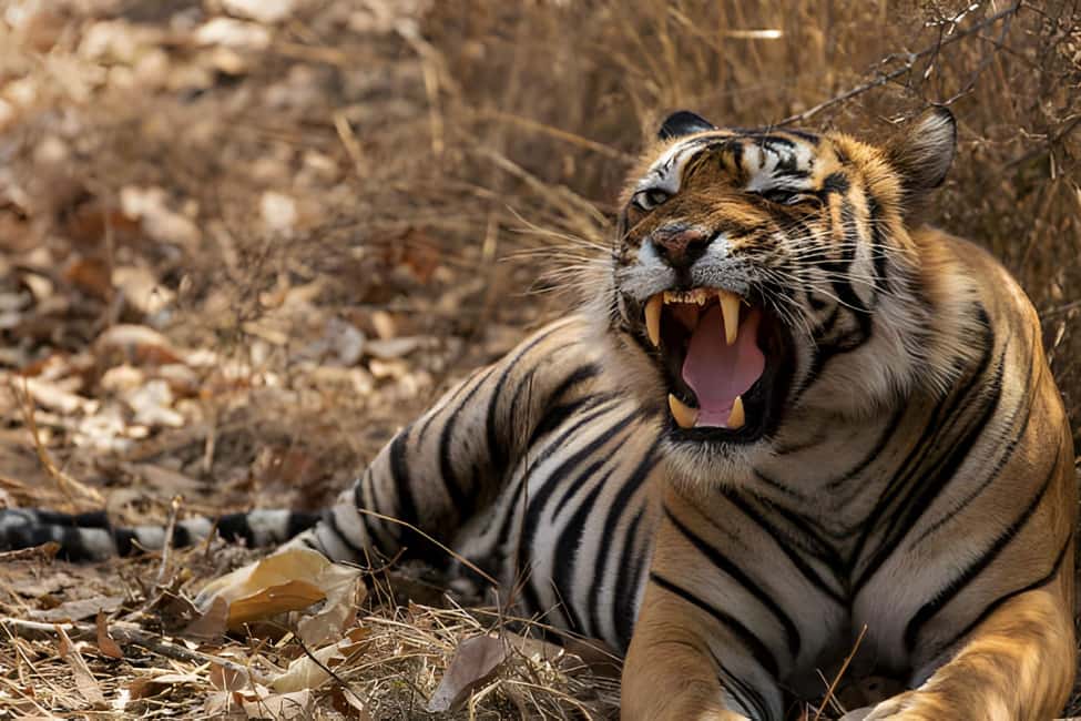From Delhi: Golden Triangle & Ranthambore Tiger Safari 4 Day - The detailed scoop on this Indian adventure