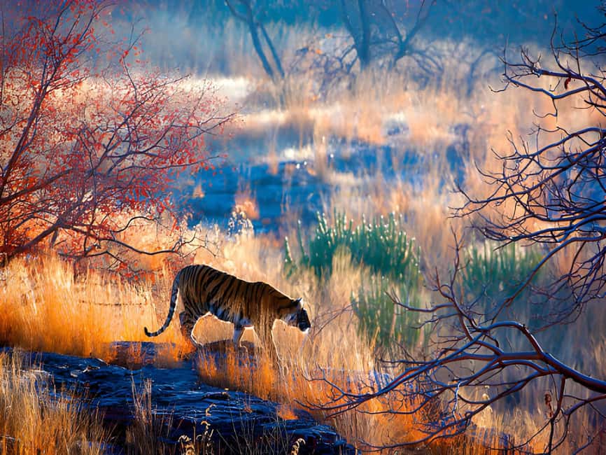 From Delhi: Golden Triangle & Ranthambore Tiger Safari 4 Day - Authentic wildlife and cultural experiences