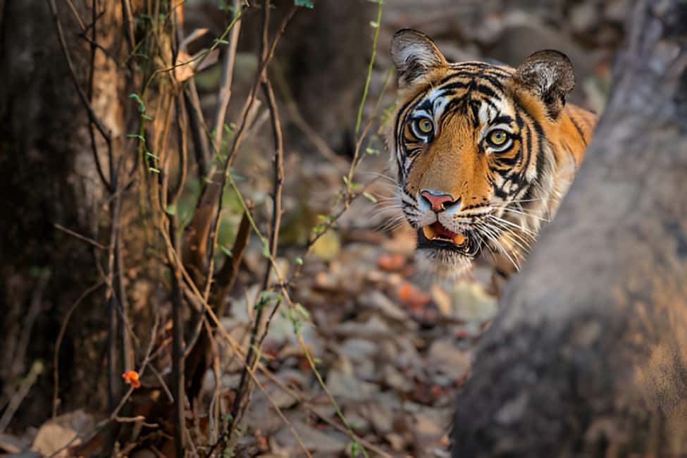 From Delhi: Golden Triangle & Ranthambore Tiger Safari 4 Day - Who Would Benefit Most?