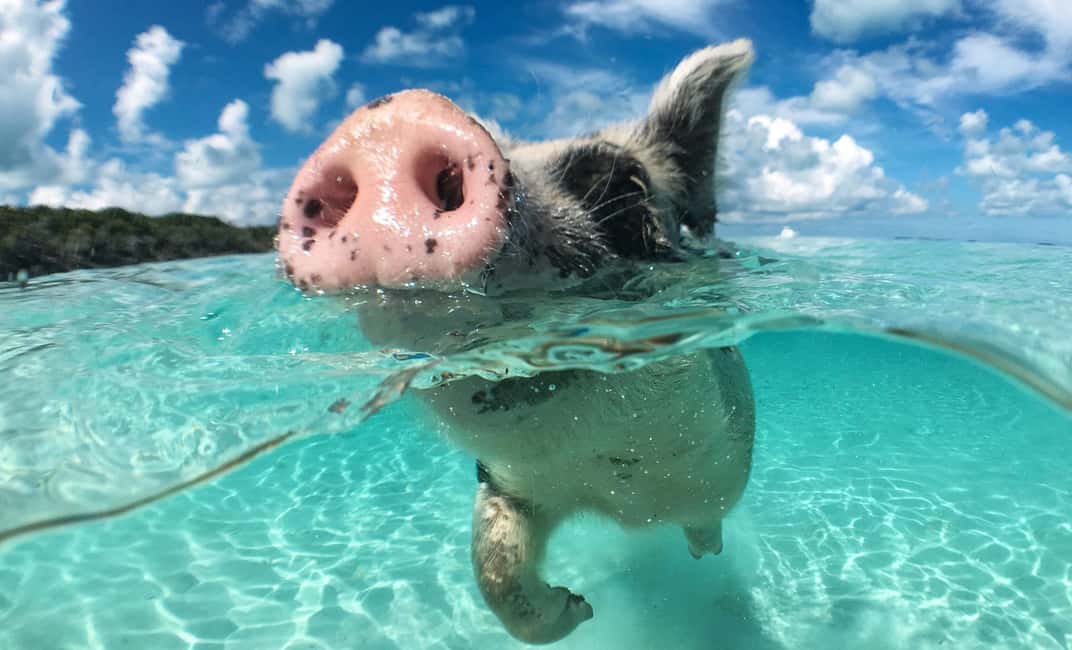 Nassau: 3-Island Snorkel Tour with Pigs, Beach Club, & Lunch - Pricing and Value