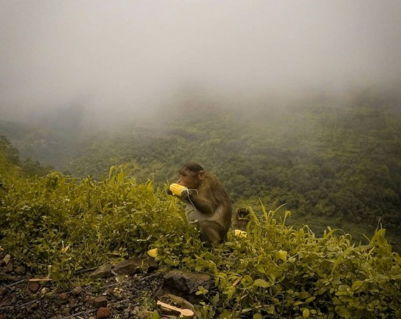 From Mumbai: Lonvala Hill Station & Tiger Point Private Tour - Why This Tour Offers Great Value