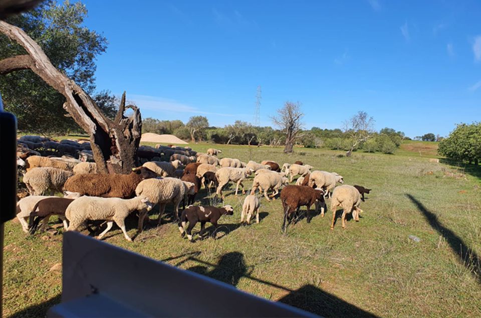 Sunset Safari in the Algarve Mountains - Key Points