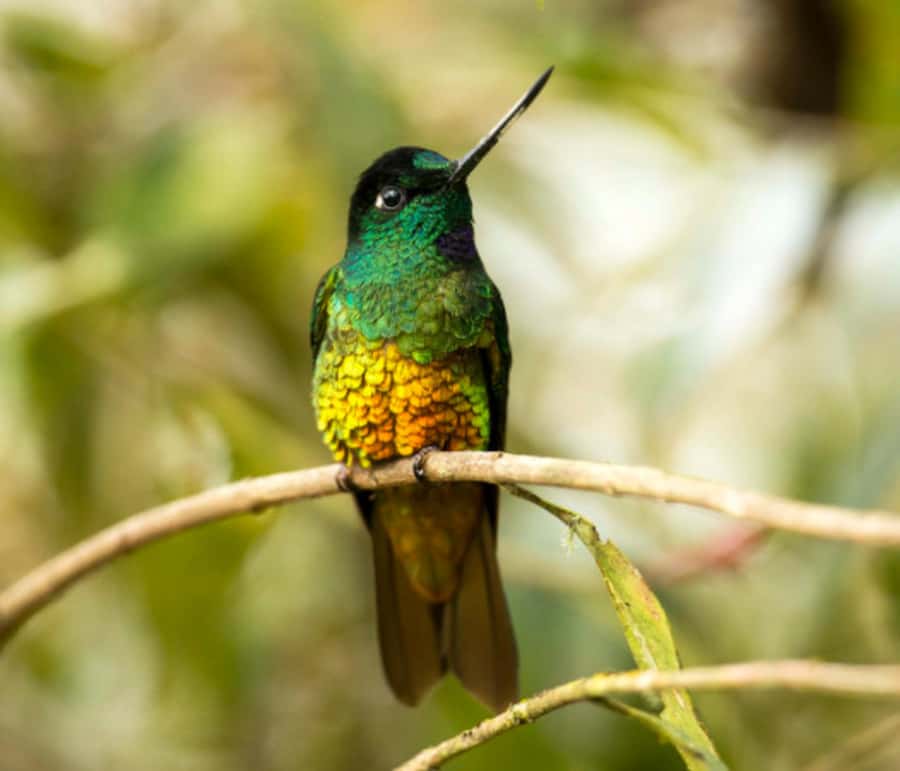 Birdwatching Day Tour at Chicaque Natural Park - An In-Depth Look at the Birdwatching Tour at Chicaque Natural Park