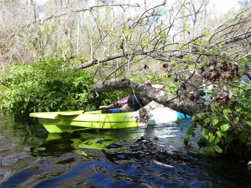 Blackwater Creek: Exclusive Nature Escape Kayak Adventure - Wildlife Encounters and Natural Highlights