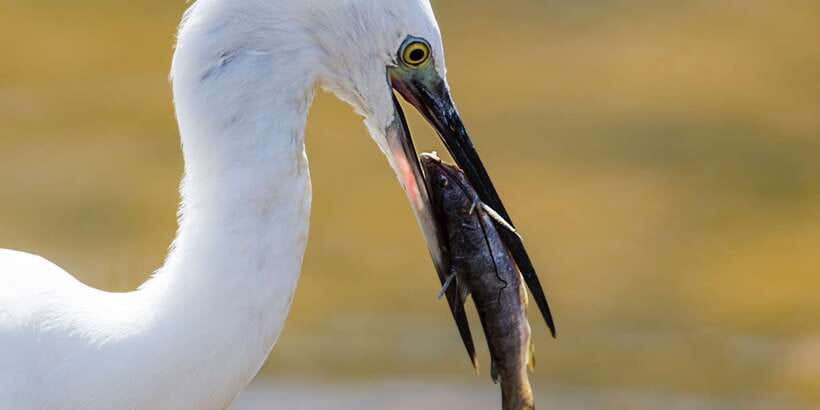 Galle/Mirissa: Yala & Udawalawe Safari Day Trip with Picnic - What This Tour Means for You