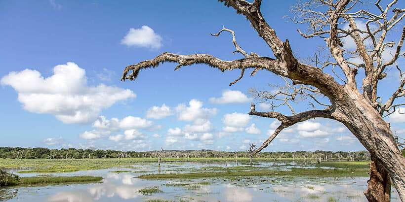 Galle/Mirissa: Yala & Udawalawe Safari Day Trip with Picnic - Final Thoughts