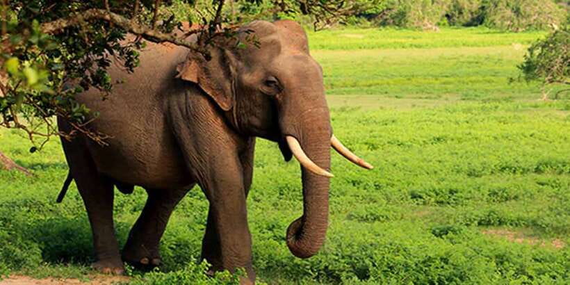 Galle/Mirissa: Yala & Udawalawe Safari Day Trip with Picnic - Who Will Love This Tour?