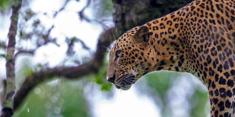 Galle/Mirissa: Yala & Udawalawe Safari Day Trip with Picnic - Key Points